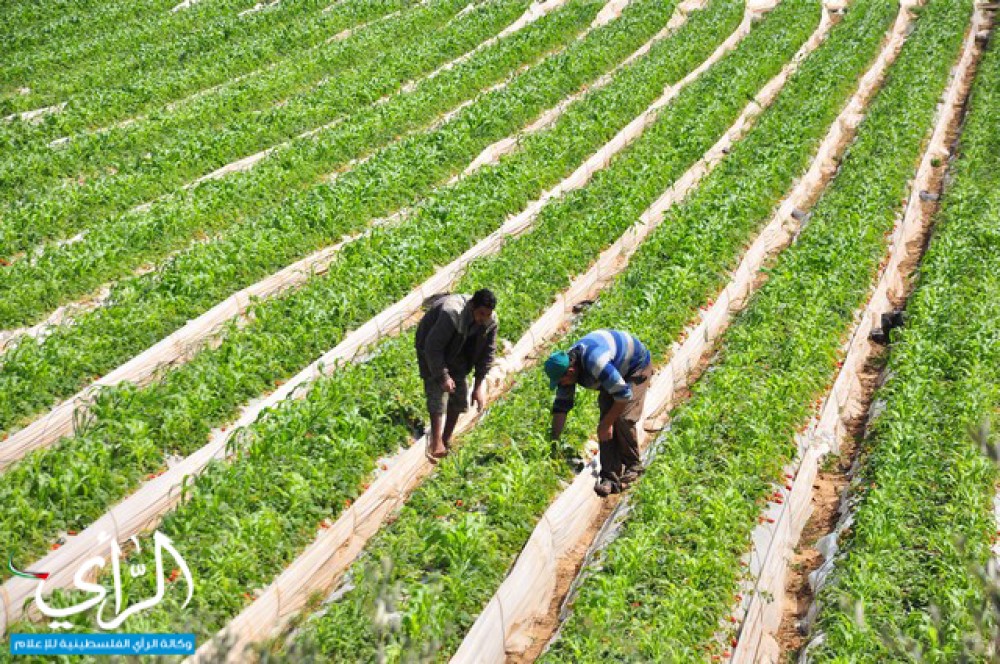 وكالة الرأي الفلسطينية "الزراعة المُركبة"...إبداع المزارع الغزي