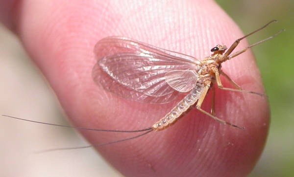 حشرة Mayflies
