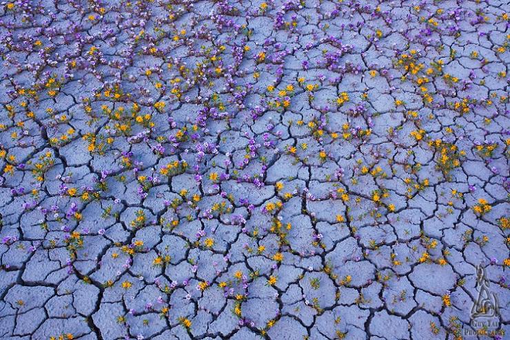 صحراء تحول الى حقول