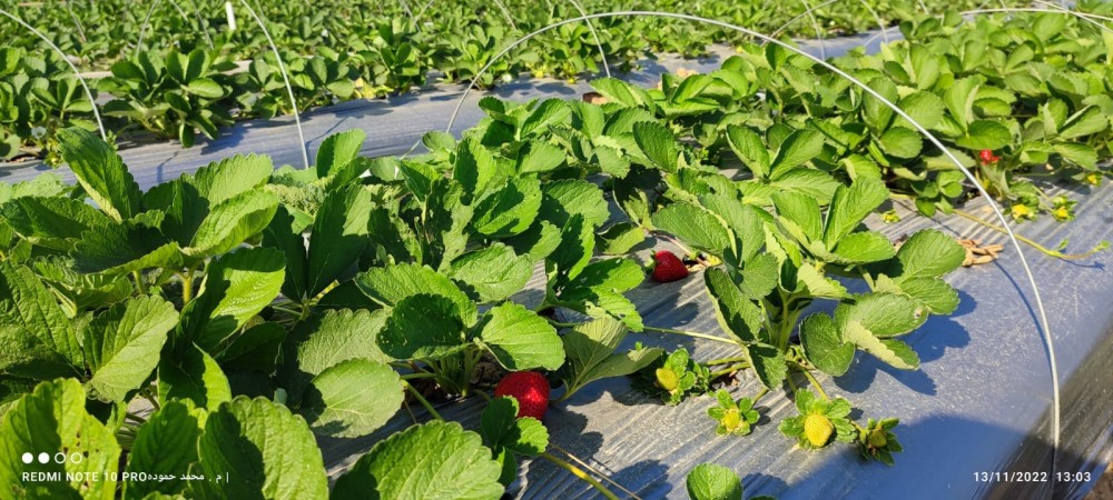 314672707_617756213481042_635933695154273202_n