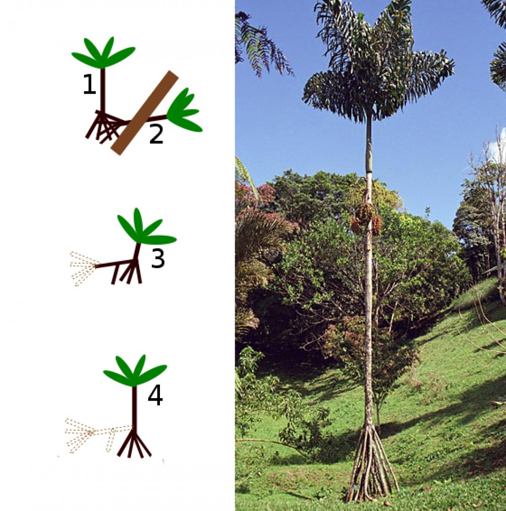 شجرة-النخيل-المشائة-التي-تبلغ-25-متر