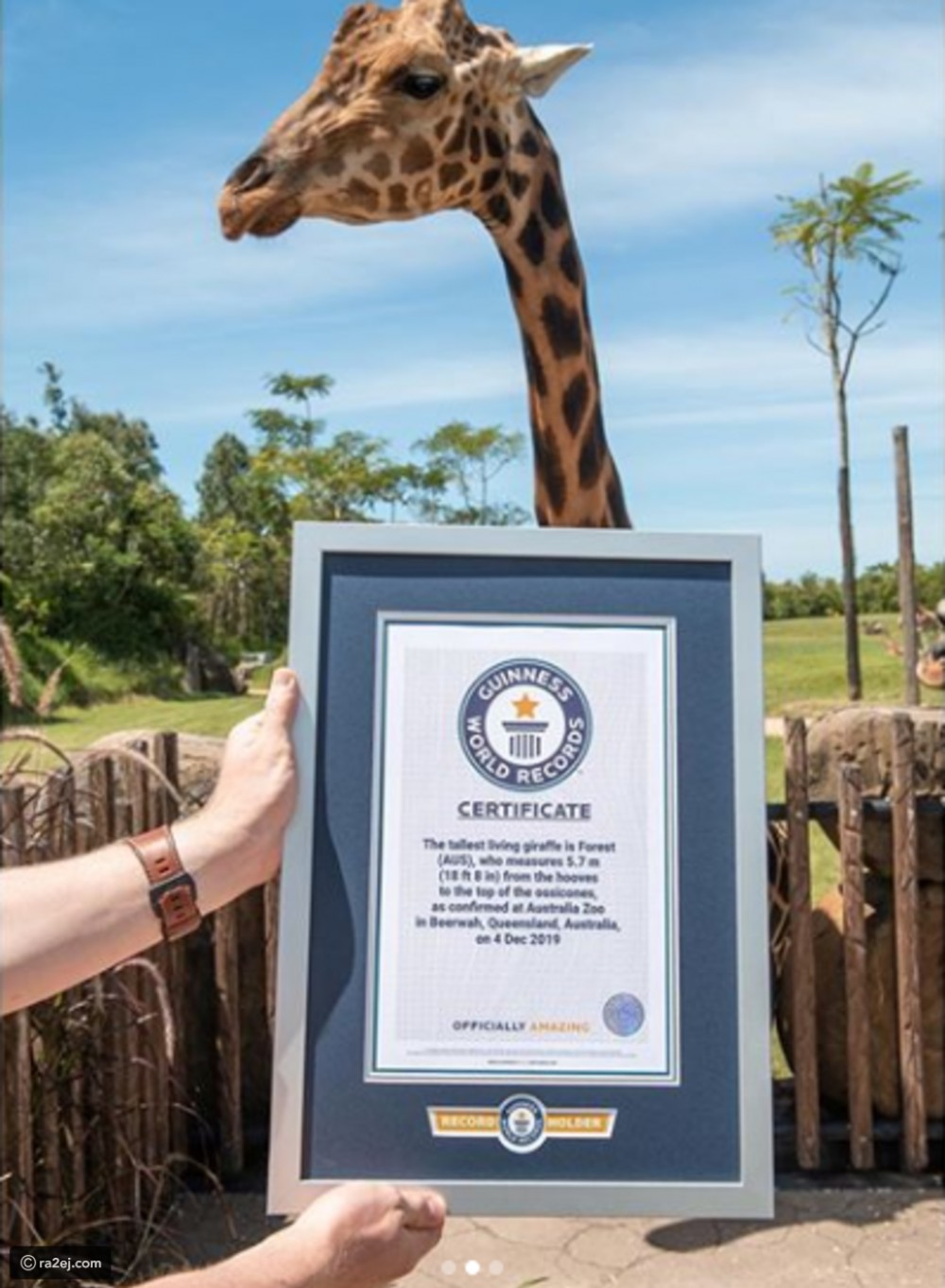 صور: فورست تحصد لقب أطول زرافة في العالم