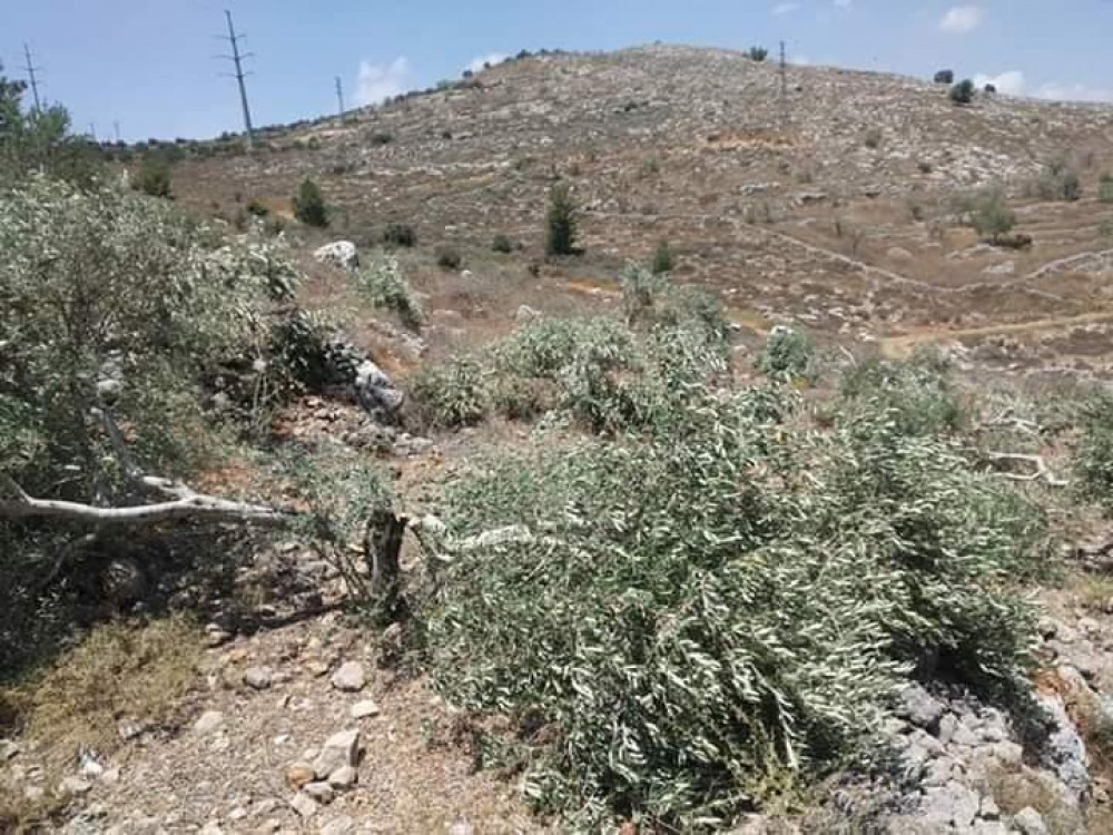 مستوطنون يقطعون 70 شجرة زيتون جنوب نابلس