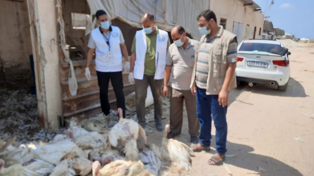 الطب الوقائي: إيقاف مخبز طابون عن العمل وإتلاف 41 حبشة مريضة