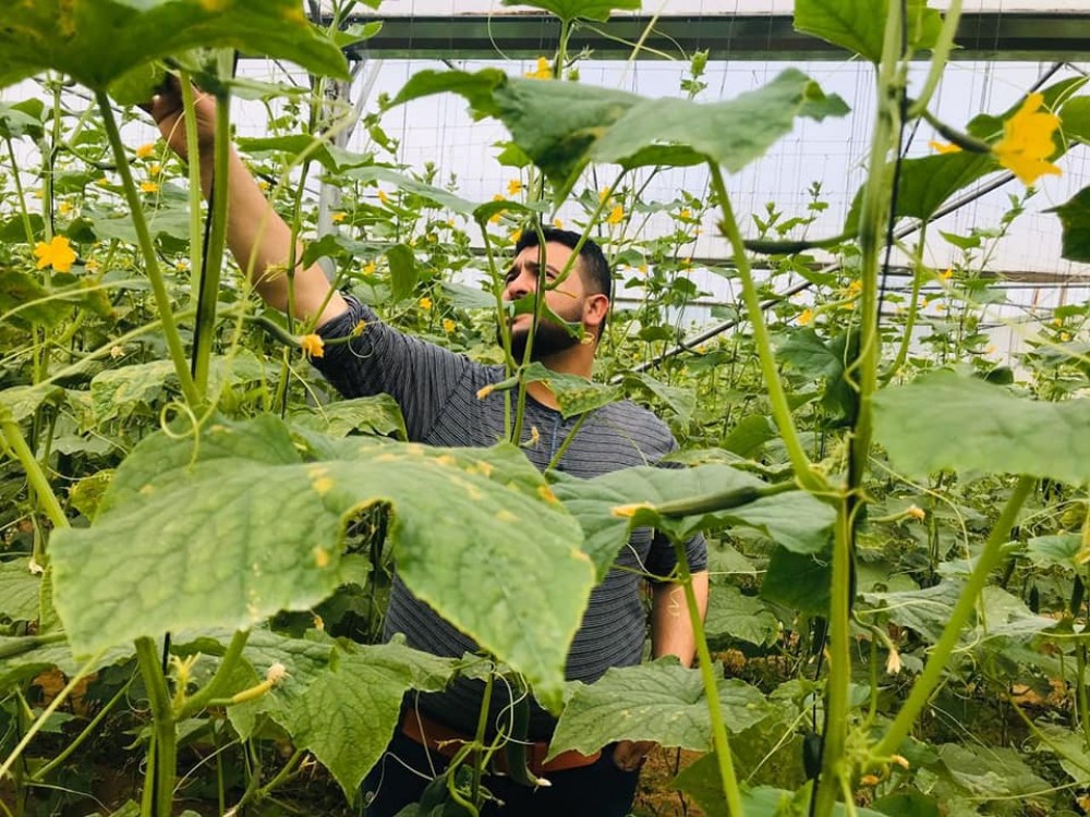 زراعة الوسطى تنفذ جولة ميدانية على مزارعي الخضار في قرية المصدر