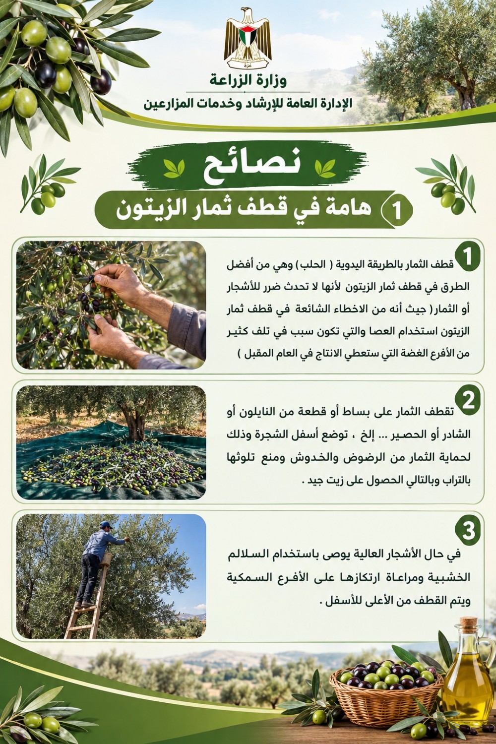 وزارة الزراعة تصدر إرشادات هامة لموسم قطف ثمار الزيتون 