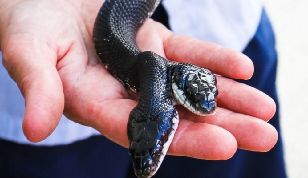  أفعى نادرة ذات رأسين تفاجئ الجميع