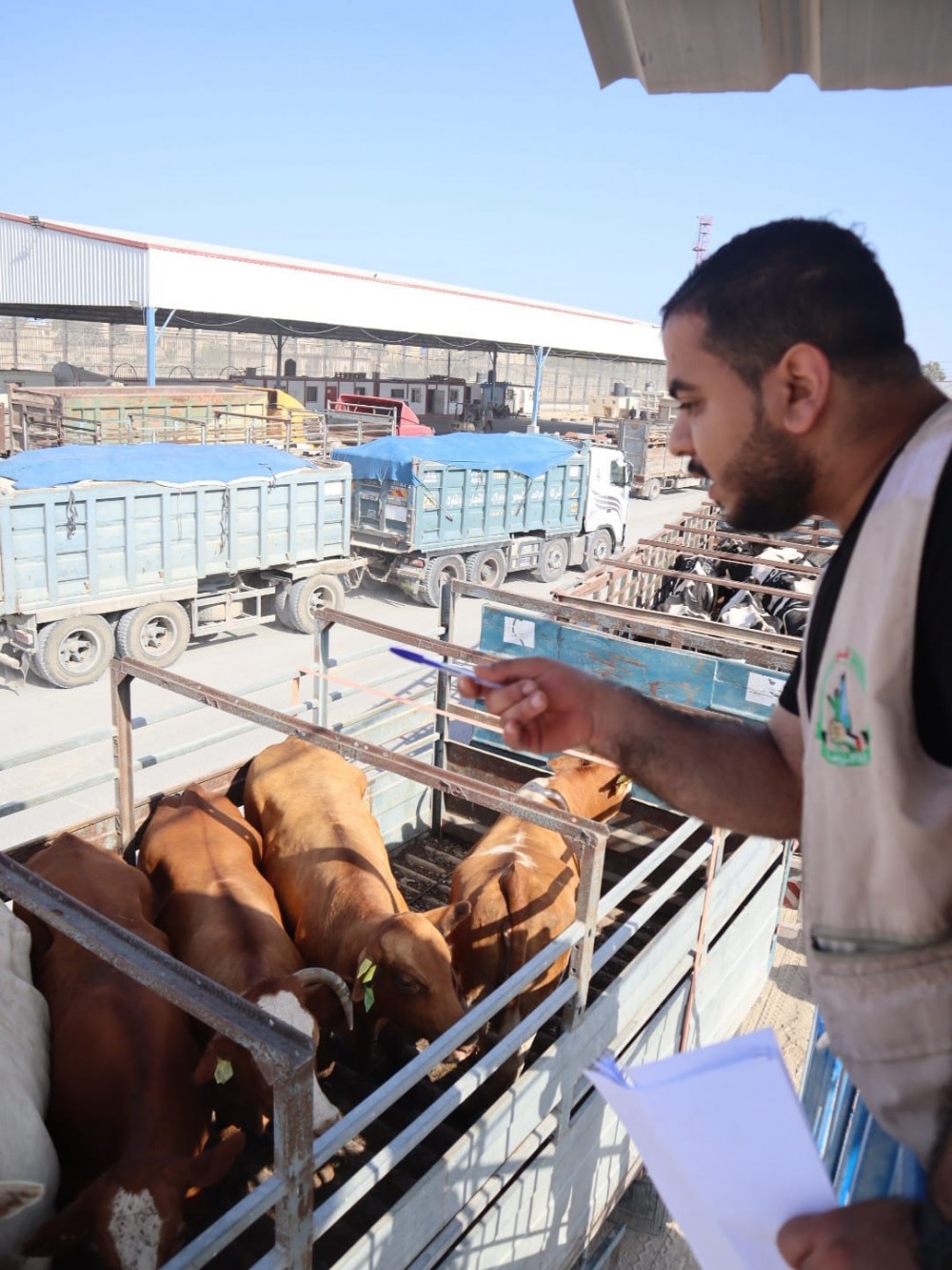 الزراعة: جهود حثيثة لمراقبة الأضاحي المستوردة من الخارج