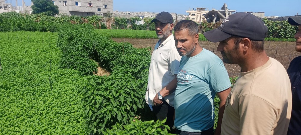  الزراعة تتابع المشاتل بغزة وتبحث سبل دعمها وتعافيها