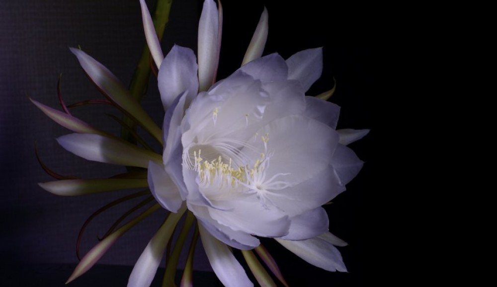 ملكة الليل.. زهرة نادرة لليلة واحدة في السنة