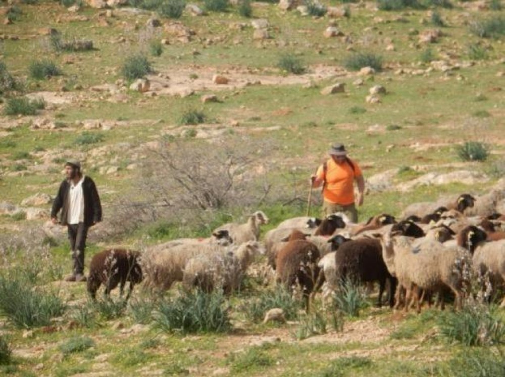 مستوطنون يرعون ماشيتهم في حقول المواطنين ويتلفون محاصيل زراعية جنوب الخليل