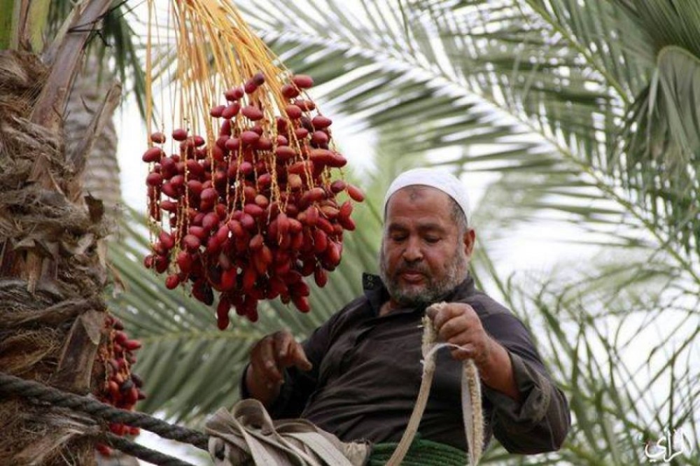موسم البلح