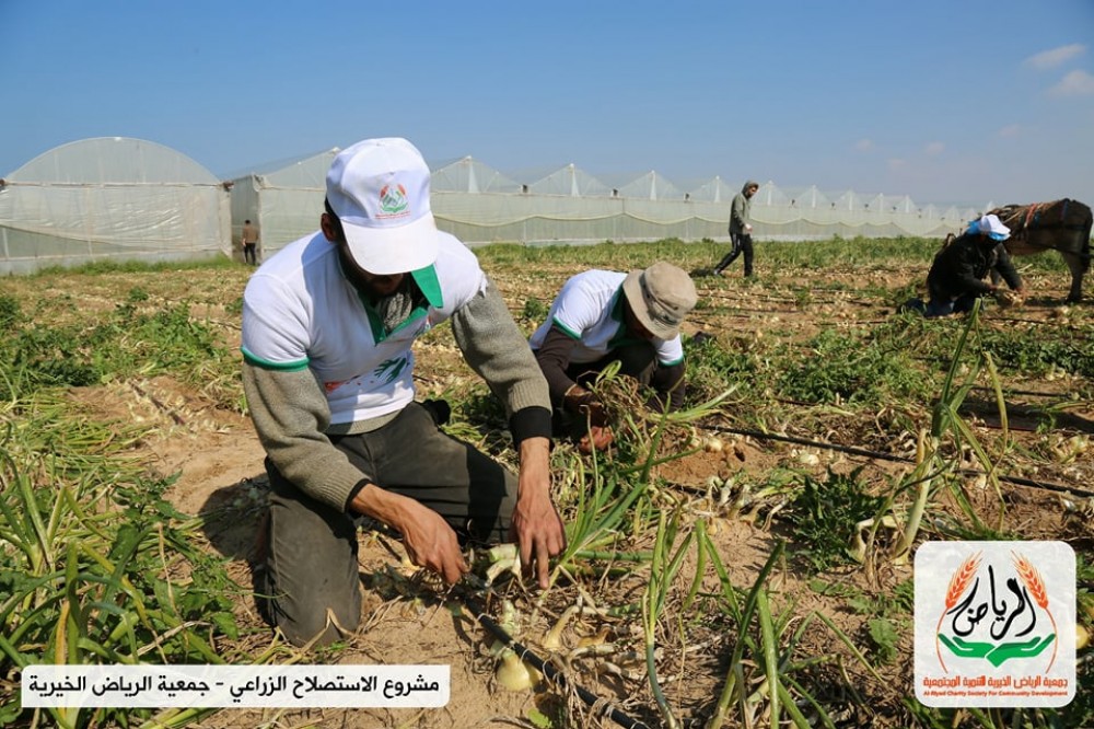 المشروع الزراعي