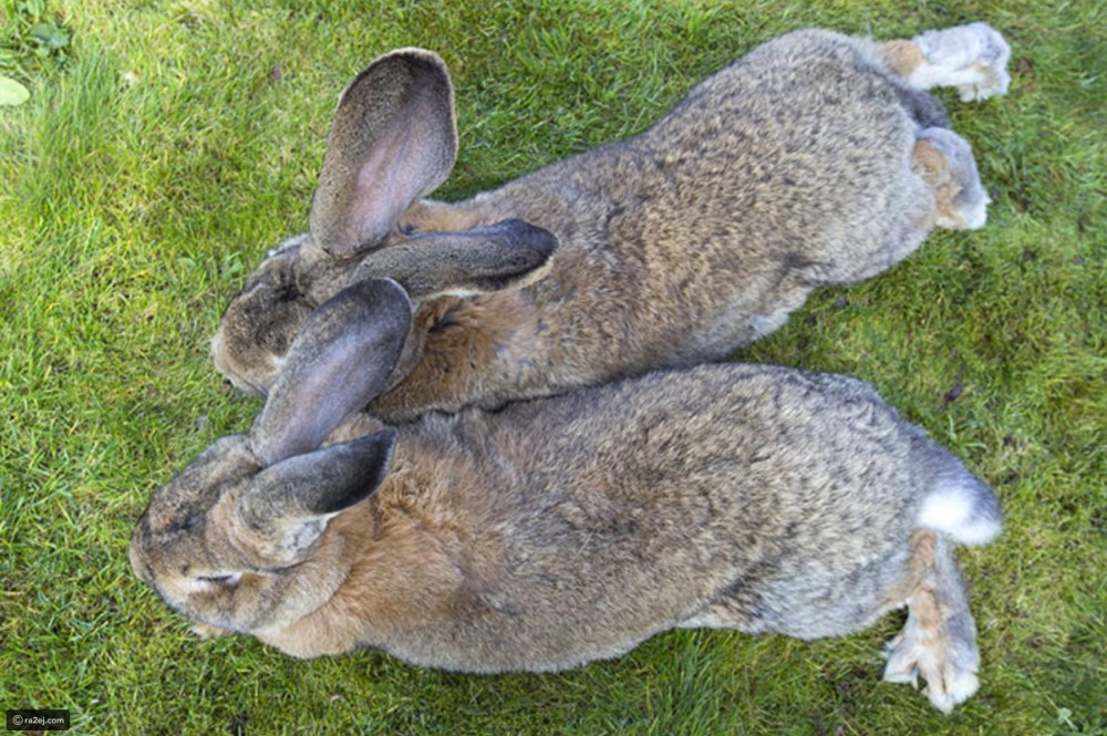 ce80e685502b868ba1b4abc215f56d9d1beb4c0b-030920092451