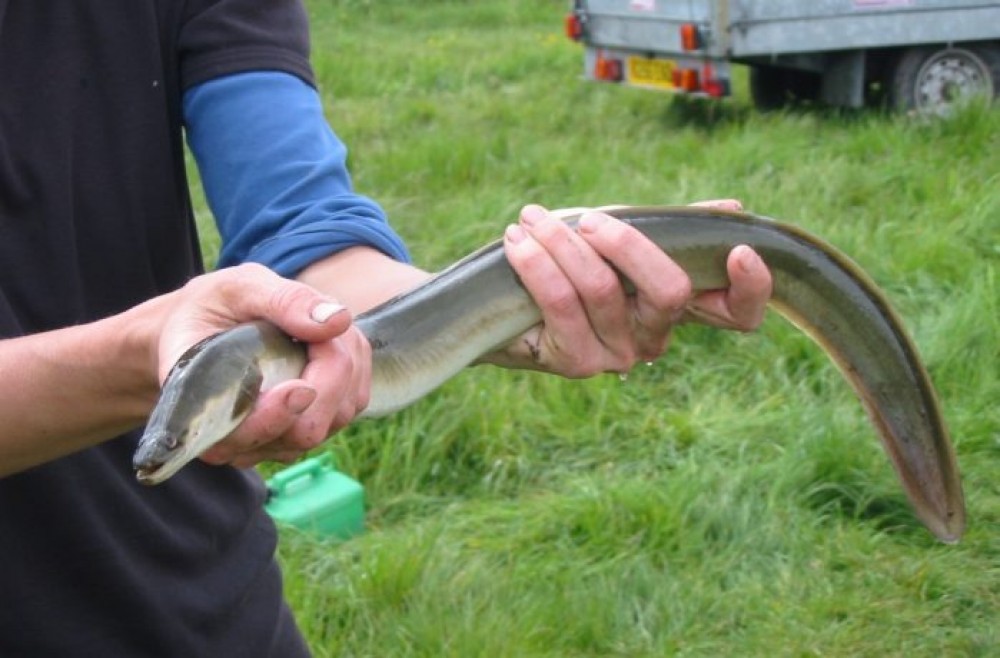 ثعابين-البحر