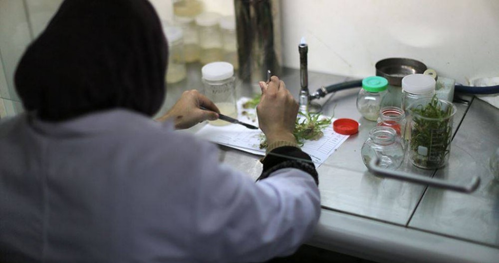 الزراعة تتابع استيراد تقاوي البطاطا من الخارج للموسم 2022