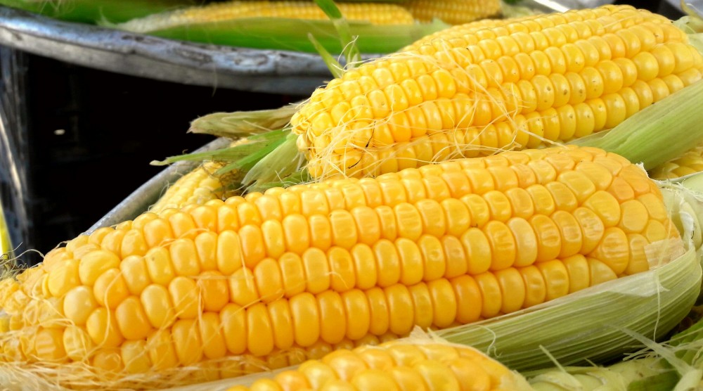 أغرب معلومات عن الذرة: استخدمت كبديل للقهوة وتدخل في صناعة الورق