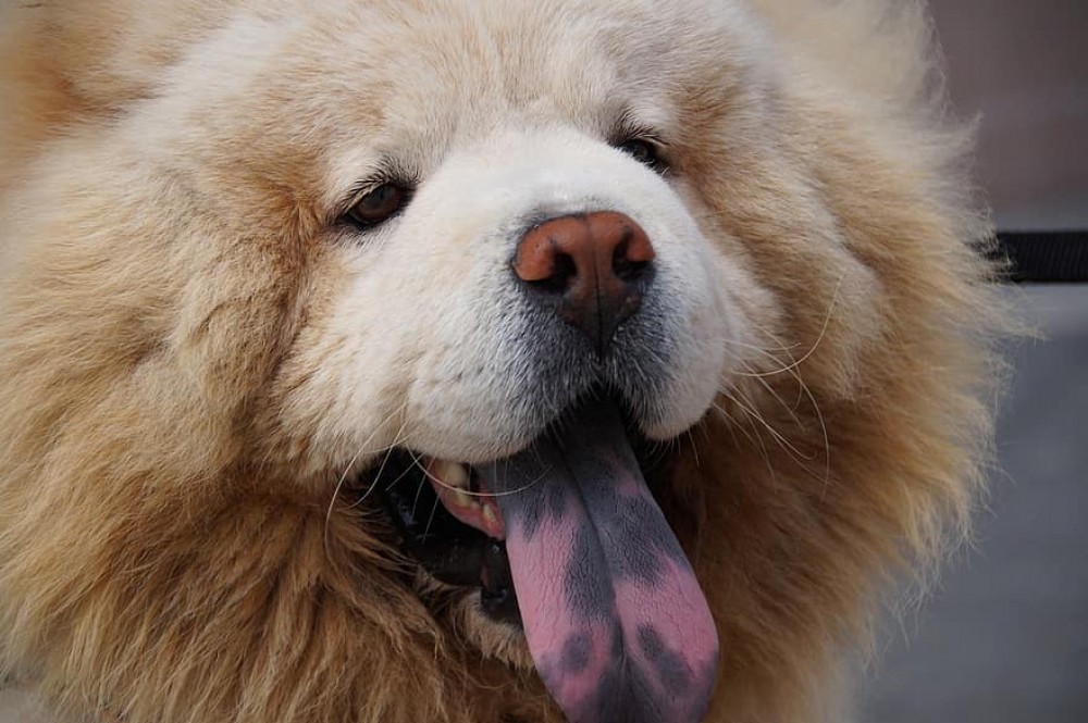 dog-blue-tongue-tongue-blue-fur-animal-strong-snout-cute