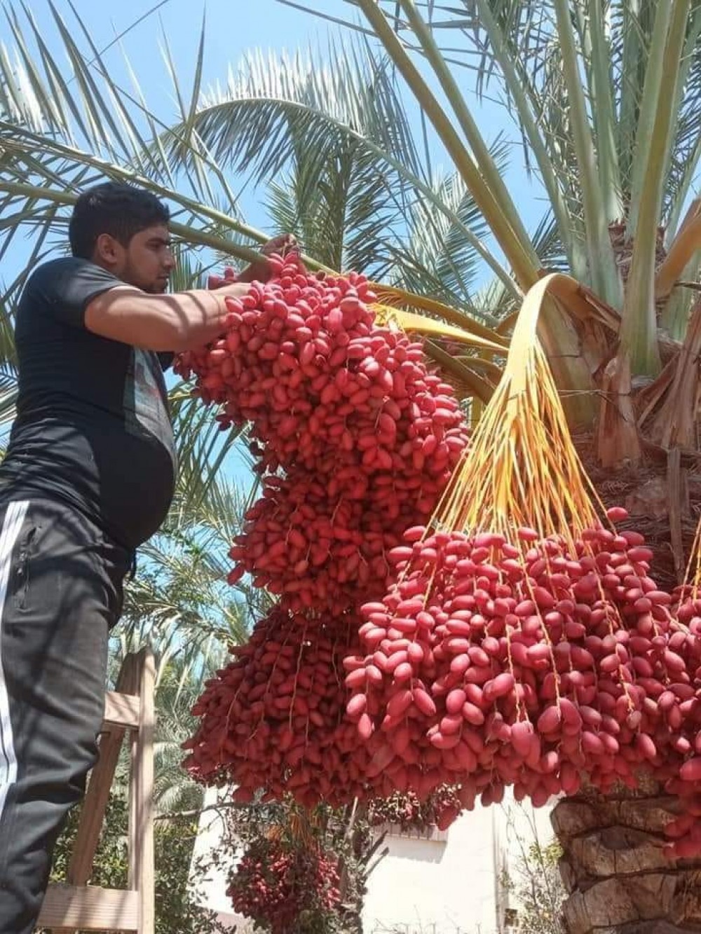 الزراعة ترجح إنتاج  (10000) طن بلح هذا الموسم