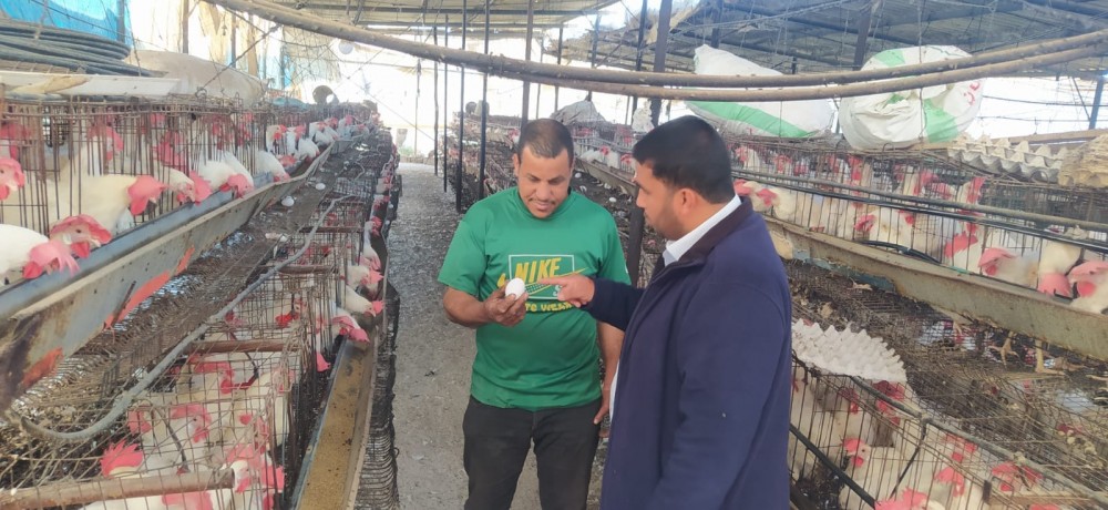 الزراعة ترشد مربي الدجاج البياض في منطقة  عبسان الكبيرة