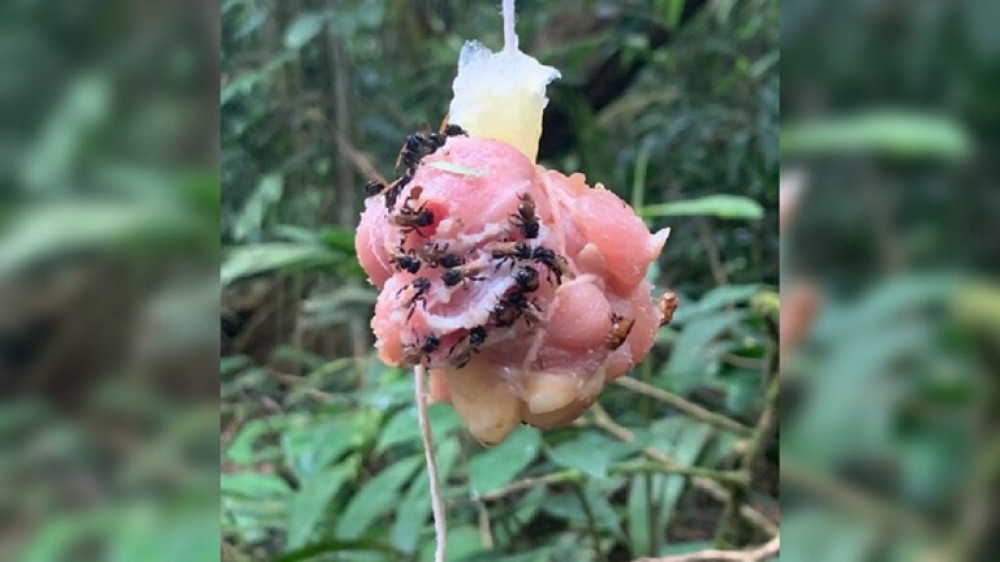 كوستاريكا..النحل يستبدل رحيق الزهور باللحوم الفاسدة