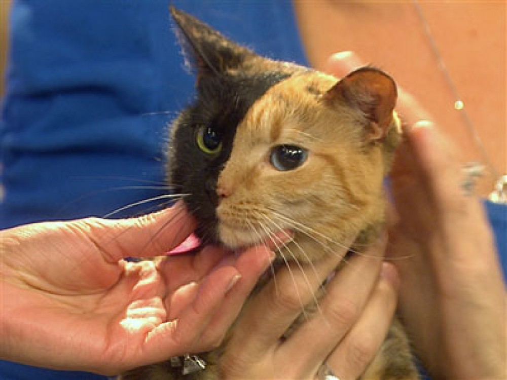 غرائب الحيوانات - القطة فينوس قطة بوجهين ؟!!