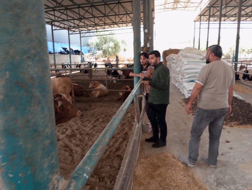  الزراعة: جولات ميدانية على مزارع تسمين العجول في شمال غزة