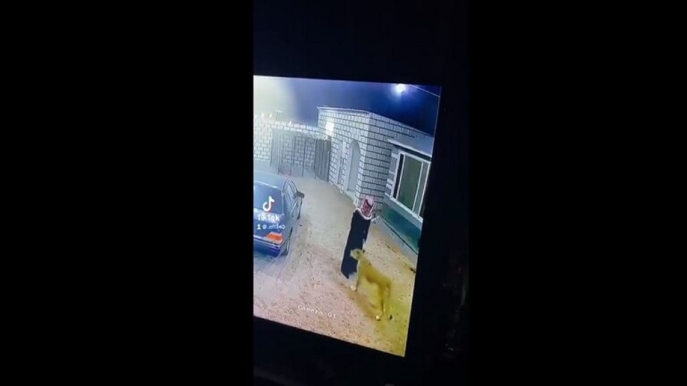  أسد يهاجم سعوديا بطريقة مفاجئة ويطرحه أرضا