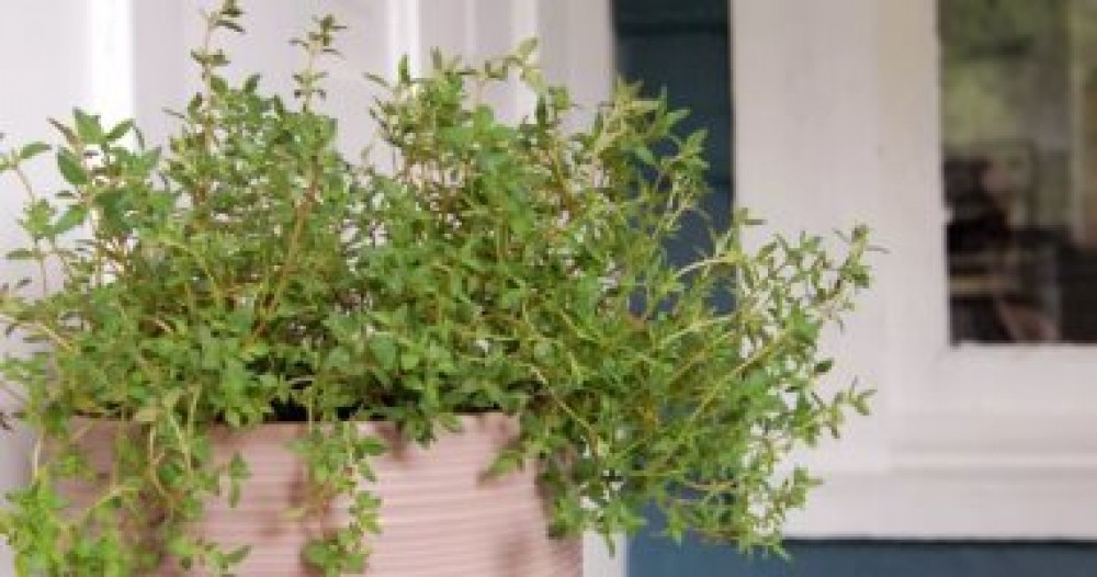 كن صديقا للبيئة..كيف تزرع نبات الزعتر فى البيت