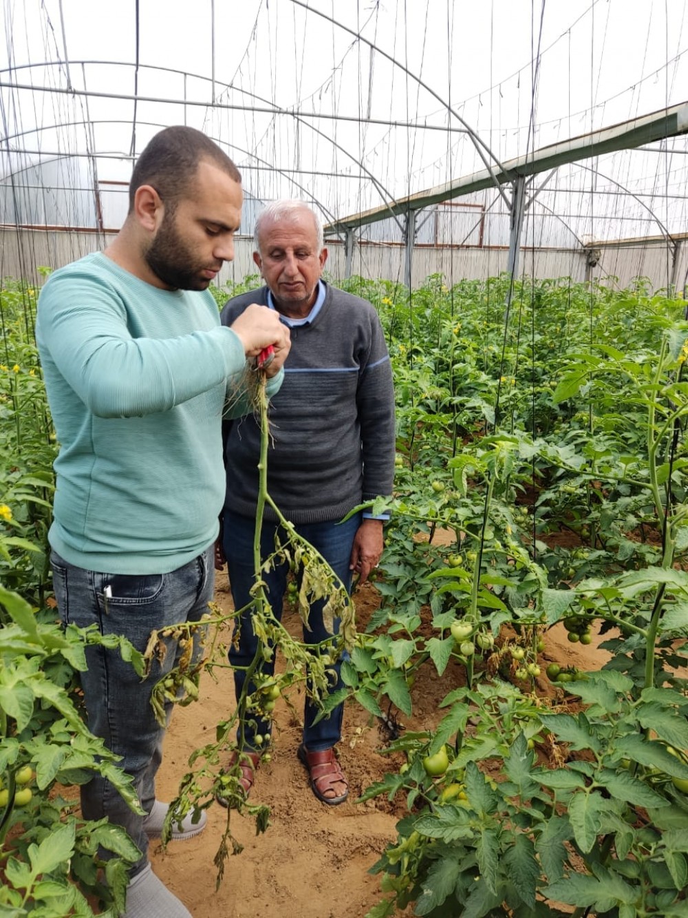 الزراعة تواصل تقديم خدماتها الإرشاية للمزارعين في الوسطى
