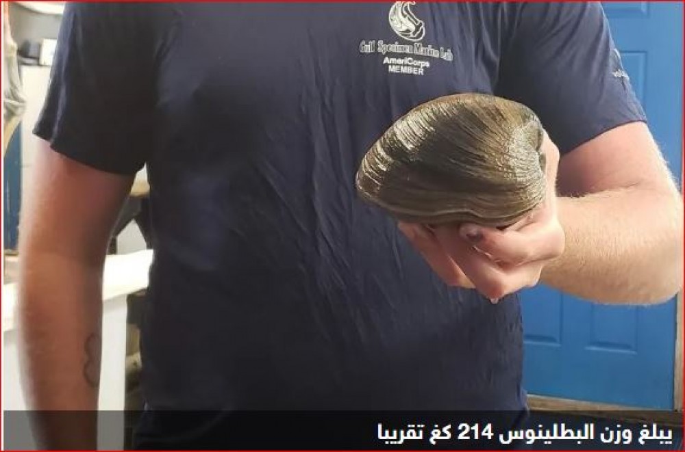 التقاط