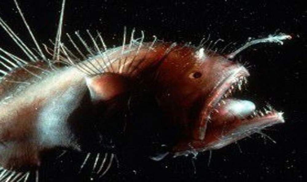 سمكة عفريت البحر الأسود: أكثر الكائنات رعباً 