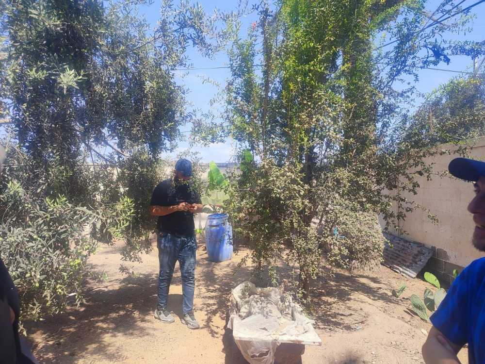 زراعة الوسطى تنفذ جولات ميدانية على عدداً من حقول البستنة الشجرية والحدائق المنزلية
