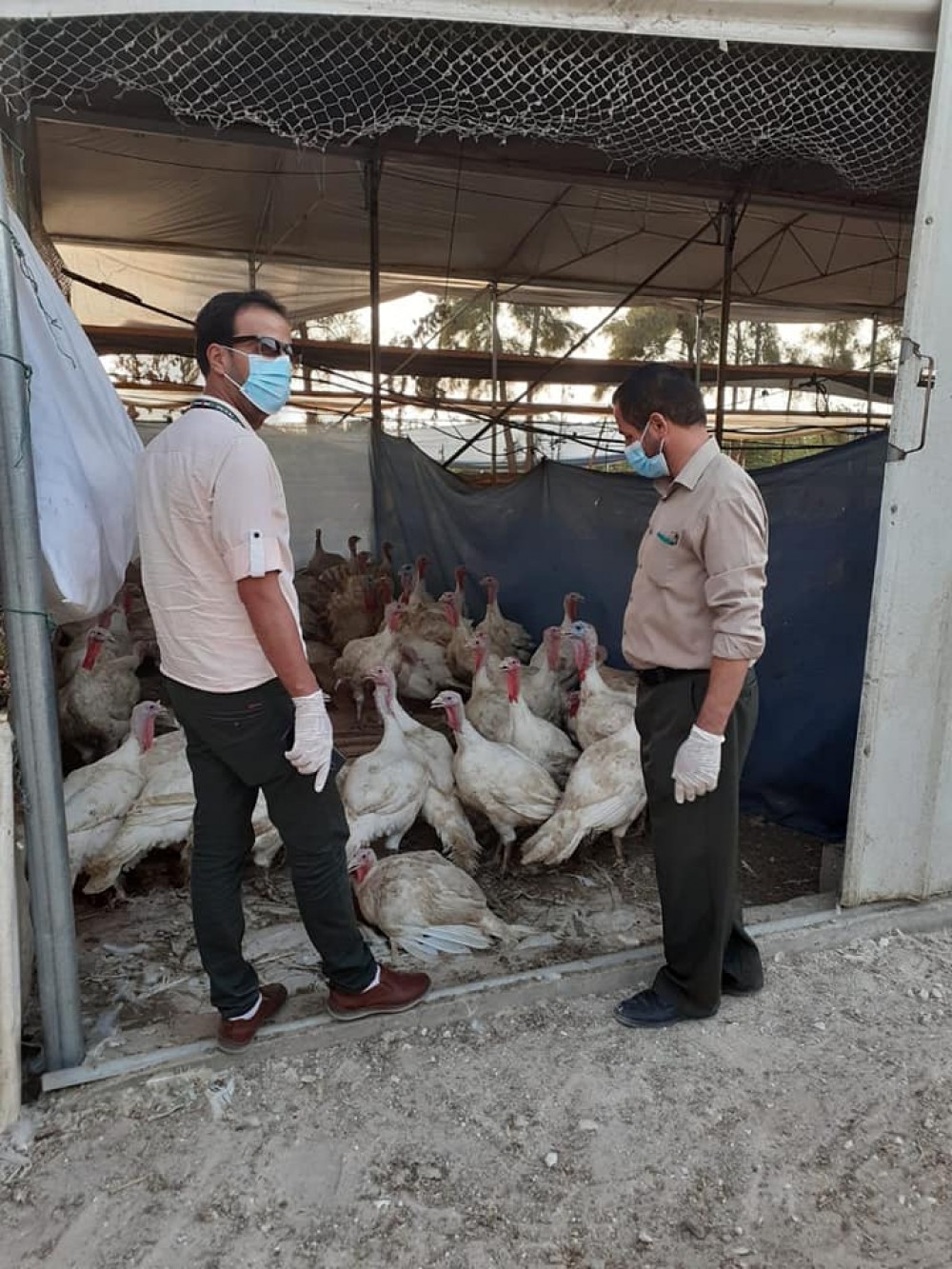 الزراعة:جولات مشتركة على مربي الحبش في محافظة خان يونس