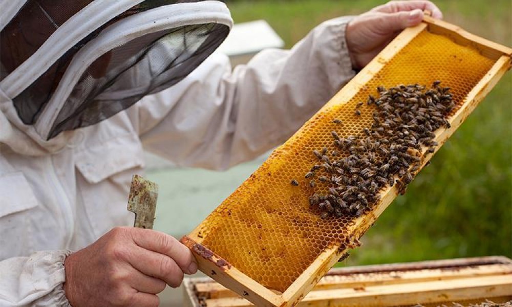استخدام تقنيات الذكاء الاصطناعي للتمييز بين العسل الحقيقي والمغشوش