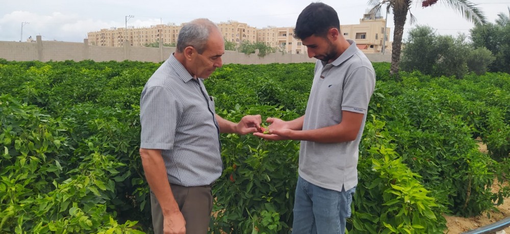 زراعة خانيونس تنفذ جولة ميدانية لمزارعي الخضار 