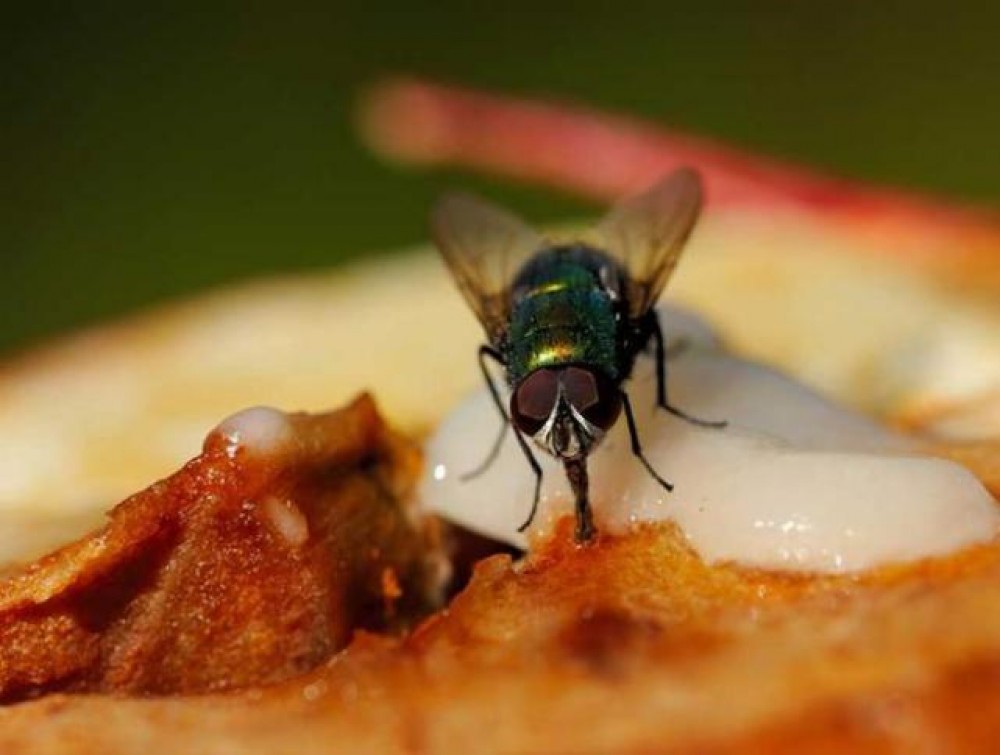 لهذا السبب... إحذر الطعام الذي لمسه الذباب!