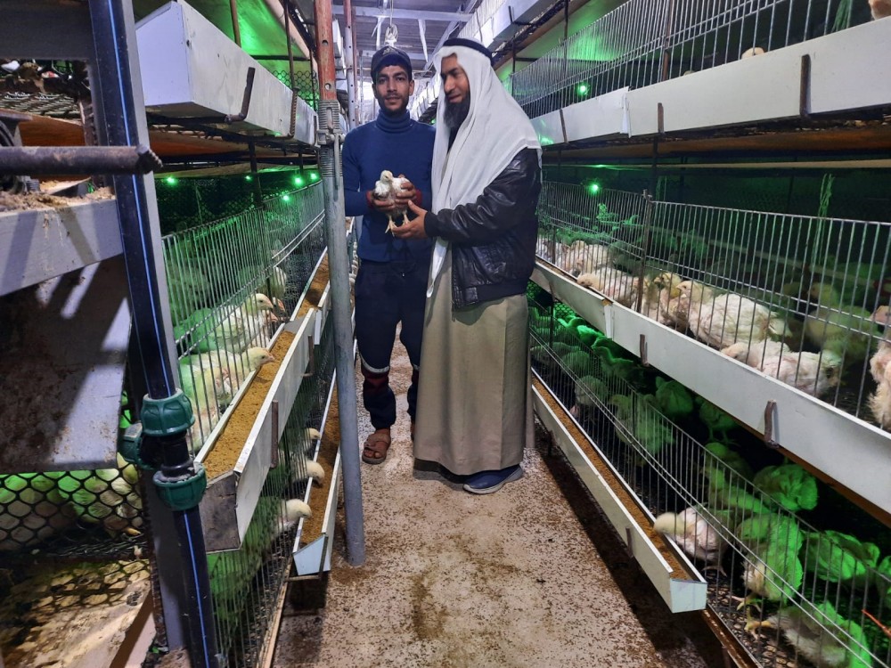 زراعة رفح تتفقد مزارعَ الدجاج اللاحم الحديثة