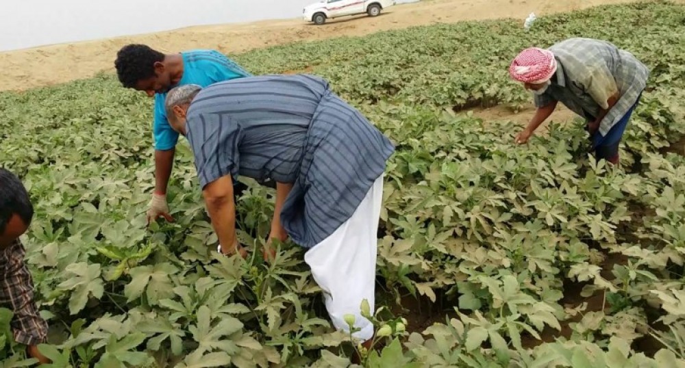  نقابات العمال : 25 ألف مزارع تأثروا من أزمة 