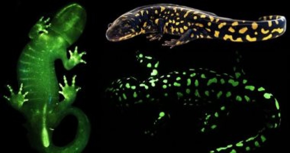 الضفادع المضيئة أكثر شيوعا مما كان يعتقد سابقا لهذه الأسباب