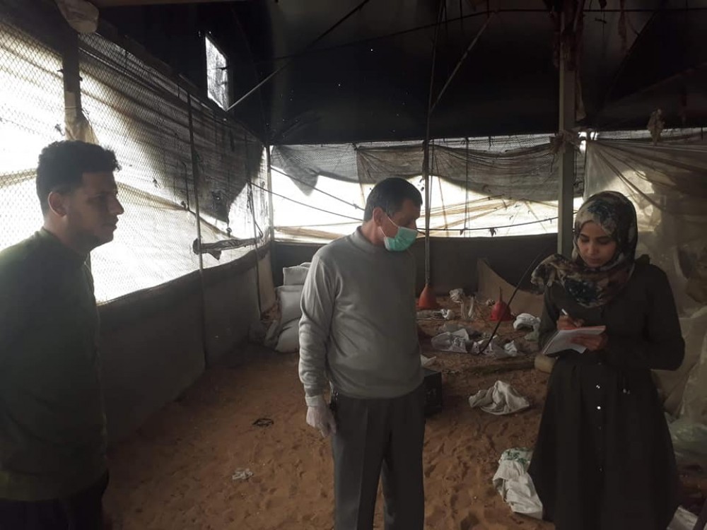 زراعة رفح تنظم جولات ميدانية على مزارع الدجاج اللاحم