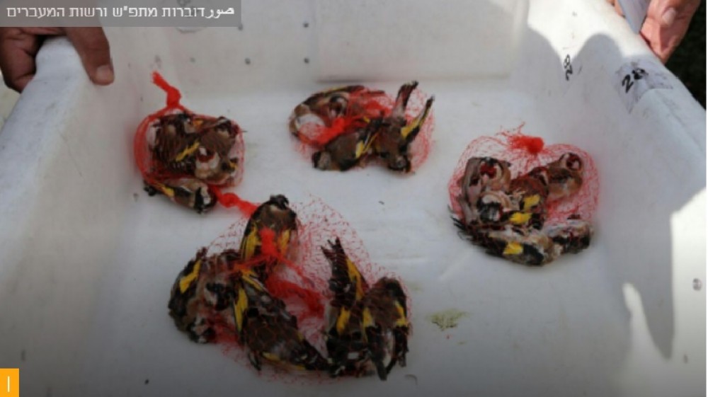 العصافير المهربة