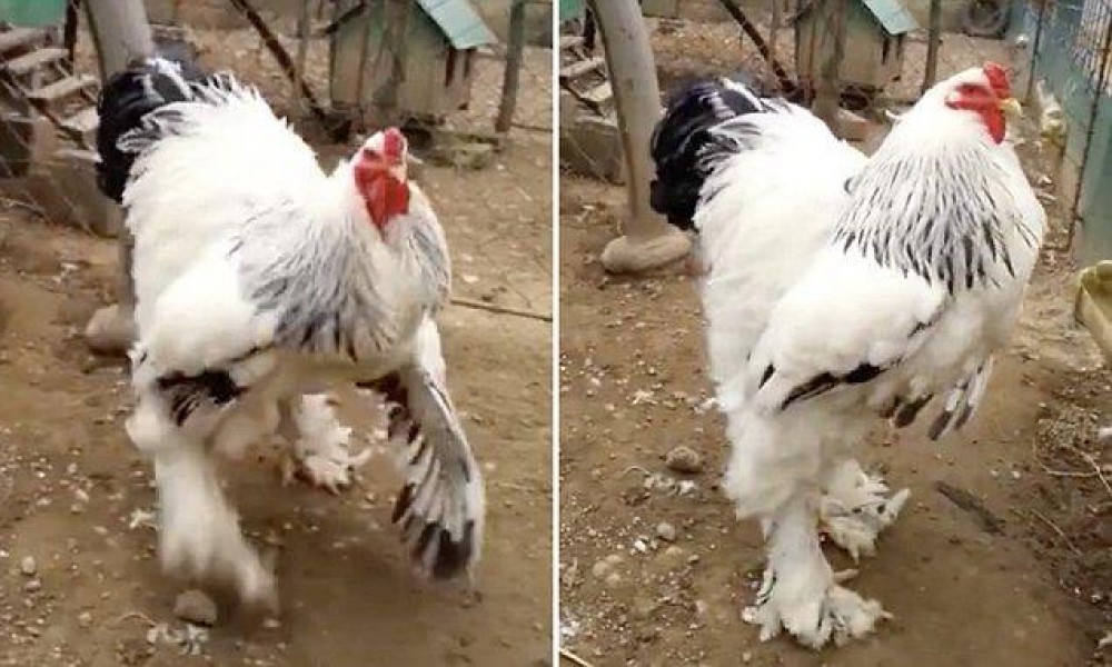 الكشف عن أكبر «ديك» في العالم بطول متر كامل!