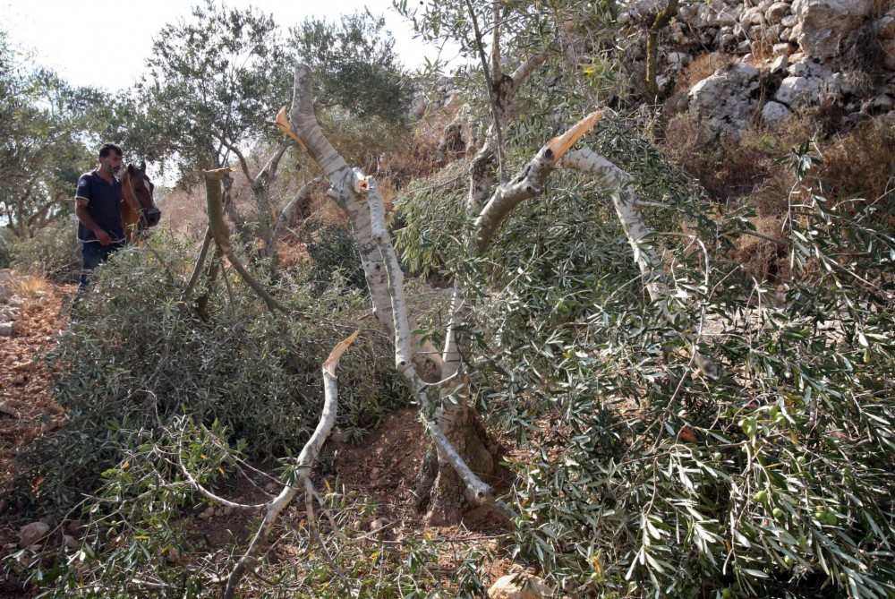 صورة رمــزيــــة 