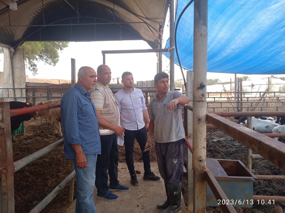 بيطرة الوسطى تنفذ جولات تفقدية على مزارع تسمين العجول 