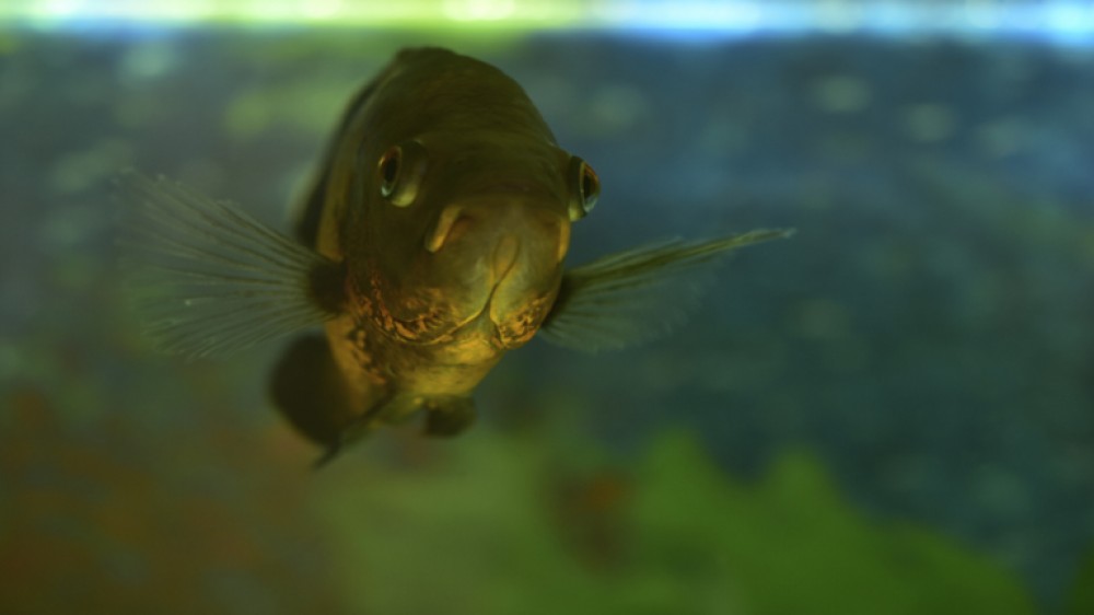 انواع جديدة من #الأسماك تثير الاهتمام