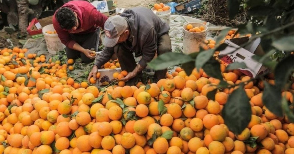 جانب من حصاد الحمضيات في غزة 