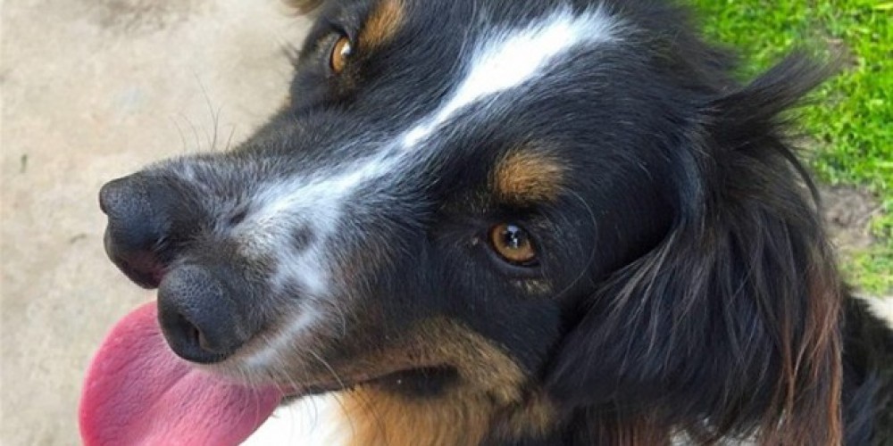 dog-660x330