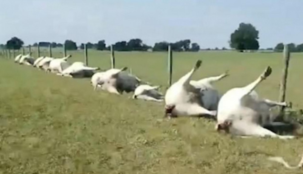 نفوق الأبقار والأسماك في أسوأ موجة جفاف تضرب أوروبا