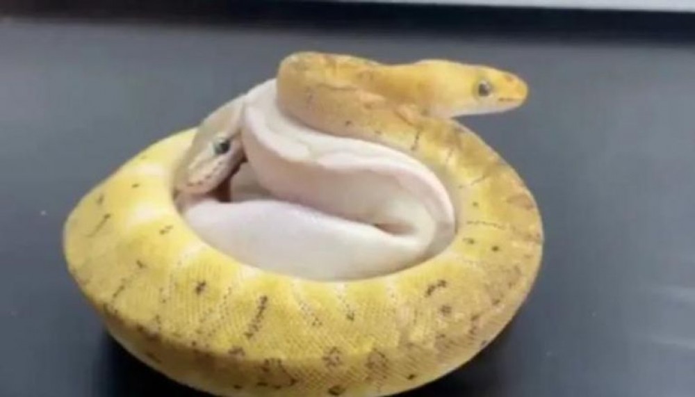 العثور على 14 ثعباناً في جيب مسافر صيني.. ما القصة؟